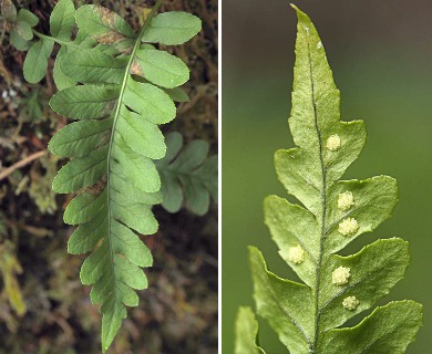 Polypodium amorphum