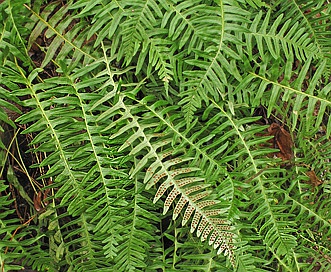 Polypodium appalachianum