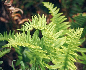 Polypodium californicum