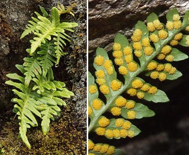 Polypodium hesperium