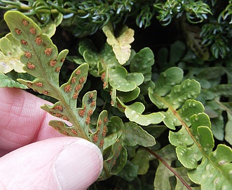 Polypodium scouleri