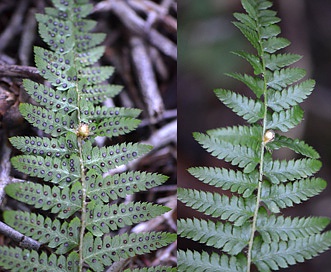 Polystichum andersonii