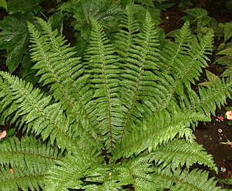 Polystichum braunii