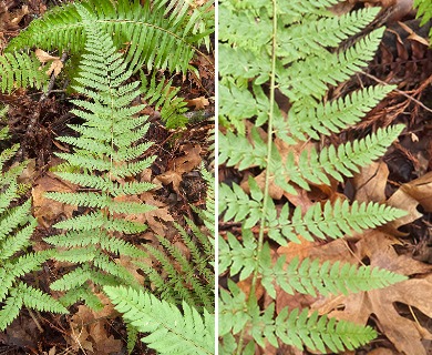 Polystichum dudleyi