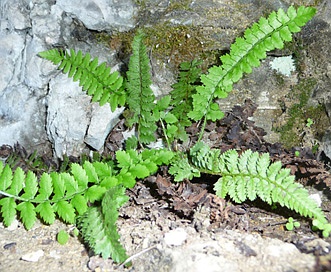 Polystichum kruckebergii