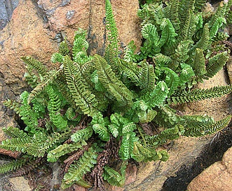 Polystichum lemmonii