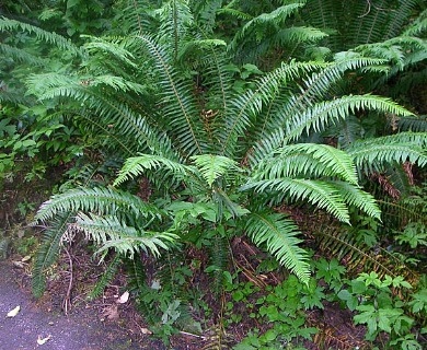 Polystichum munitum