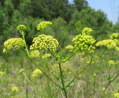 Polytaenia texana