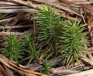 Polytrichastrum ohioense