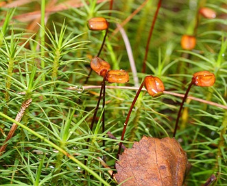 Polytrichum commune