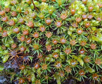 Polytrichum juniperinum