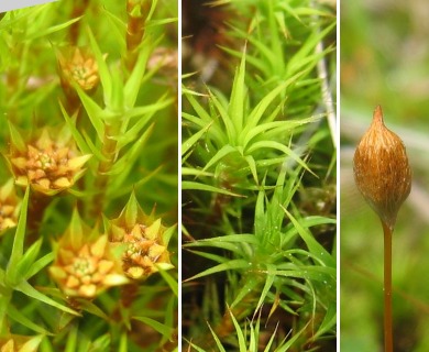 Polytrichum strictum