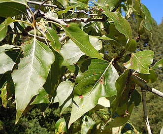 Populus balsamifera