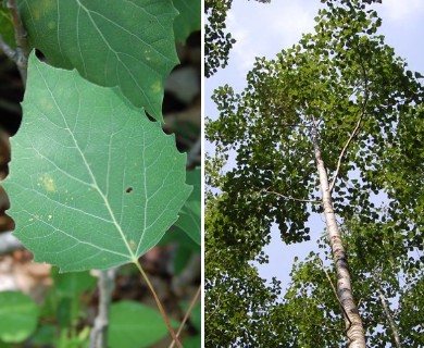 Populus grandidentata