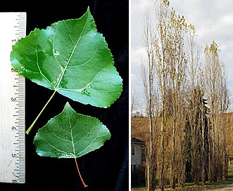 Populus nigra