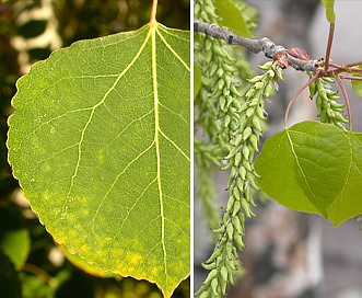 Populus tremuloides