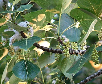 Populus trichocarpa