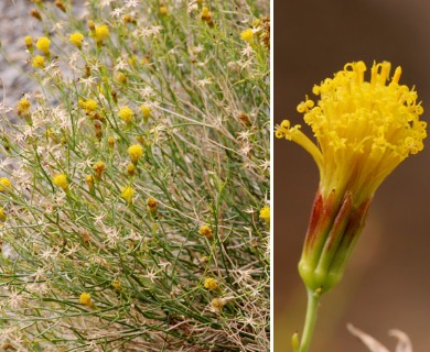 Porophyllum scoparium