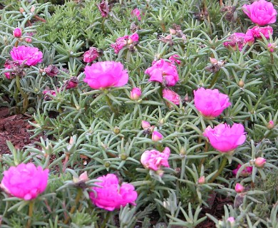 Portulaca grandiflora