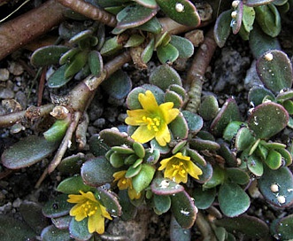 Portulaca oleracea