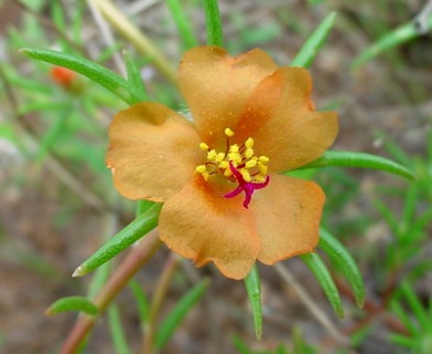 Portulaca suffrutescens