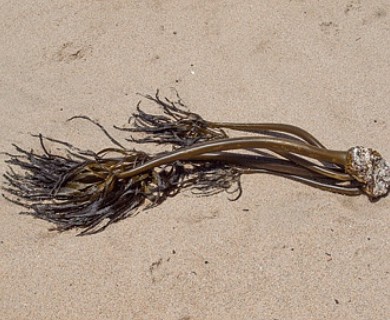 Postelsia palmiformis