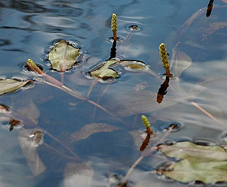 Potamogeton alpinus