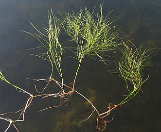 Potamogeton confervoides