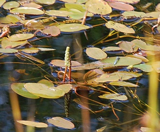 Potamogeton oakesianus