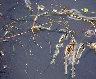 Potamogeton obtusifolius