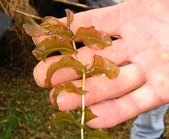 Potamogeton perfoliatus