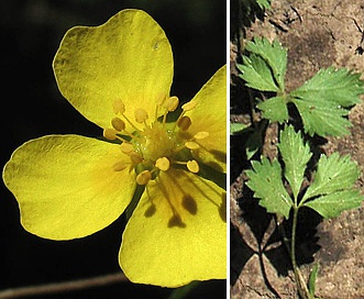 Potentilla anglica