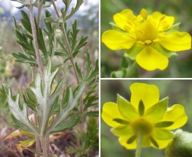 Potentilla argentea