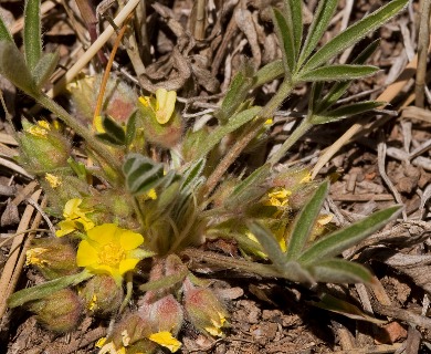 Potentilla bicrenata