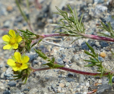 Potentilla bimundorum