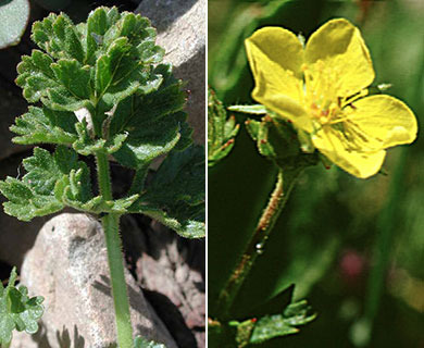 Potentilla brevifolia