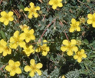 Potentilla breweri