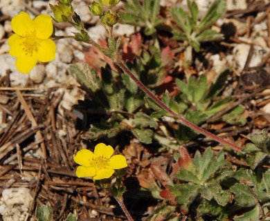 Potentilla bruceae