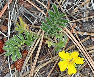 Potentilla crinita