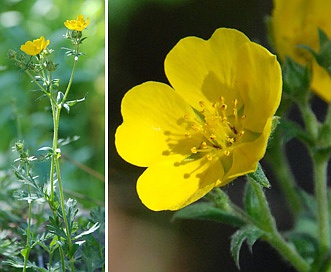 Potentilla drummondii