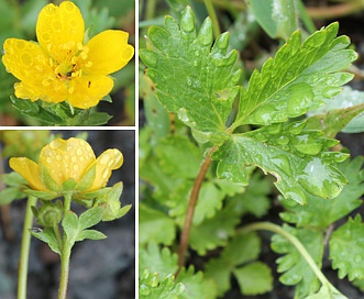 Potentilla flabellifolia