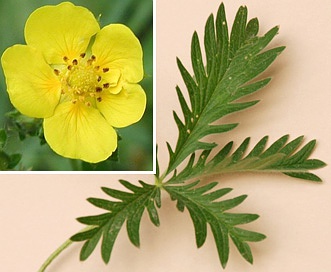 Potentilla gracilis