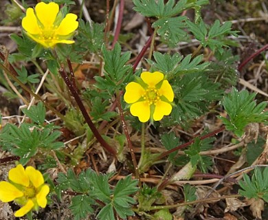 Potentilla hyparctica