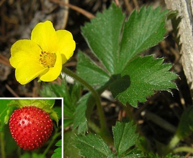 Potentilla indica