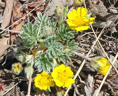 Potentilla macounii