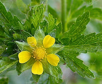 Potentilla norvegica