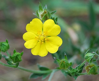 Potentilla pulcherrima