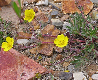 Potentilla rubricaulis