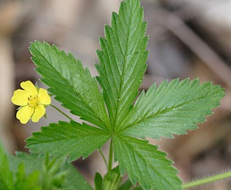 Potentilla simplex