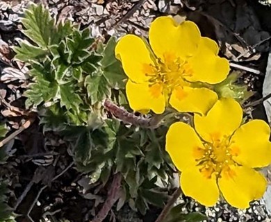 Potentilla subvahliana